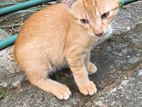 Free kittens for loving homes