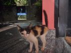 Kittens for Kind Home