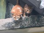 Kittens Foir Kind Home