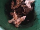 Kittens for Kind Home