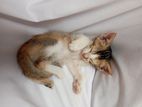 Kitten for Kind Home