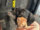 Kittens for a Kind Home