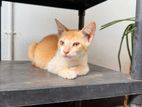 Kittens for Kind Home