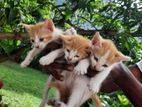 Kittens looking for a loving home