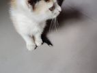 Kittens For Kind Home