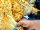 Persian Cat for kind home