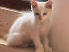 Persian Kitten for Kind Home