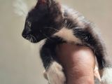 Persian Mixed Kitten Kind Home