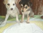 Free puppies for adopt Kind homes