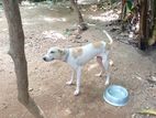 Puppies For Kind Home