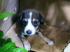 Puppy for A Kind Home