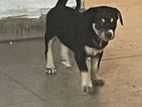 Puppies for Kind Home