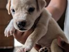 Puppies for Kind Home