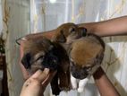 Puppies for Kind Home