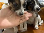 Dog Puppies for Kind Home