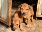 Puppies for Kind Home