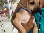 Puppies for Kind Home