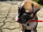 Puppy for Kind Home