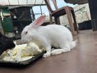 Rabbit for Kind Home