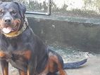 Rottweiler Male Dog for Kind Home