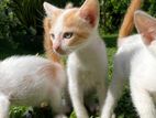Cat for Kind Home