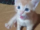 Kitten for Kind Home
