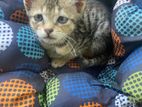 Cat for Kind Home