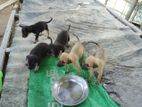 Puppies for Kind Home