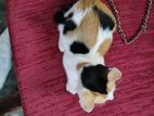 Kitten for Kind Home