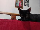 Cat for Kind Home