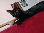 Cat for Kind Home