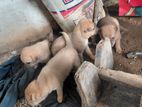 Dog for Kind Home