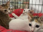Free to kind home