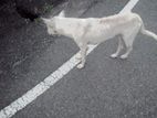 Dog for Kind Home