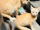 Cat for Kind Home