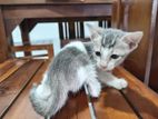 Kittens for Kind Home