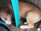 Puppies for Kind Home