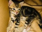 Cat for Kind Home