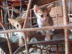 Cats for Kind Home