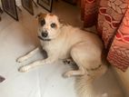 Dog for Kind Home