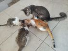 Cat for Kind home