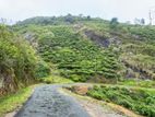 Freehold Land for Sale Near Nuwara Eliya Town.