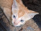 Kitten for Kind Home