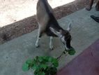 French Alpine Male Goat