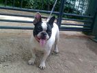 French Bull Dog