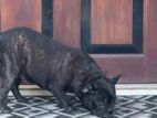 French Bull Dog