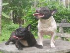 French Bulldog