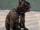 French Bulldog - Male