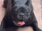 French Bully Female