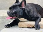 French Bully female